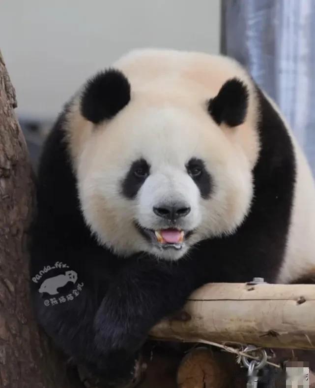 小五真可爱，脸越来越圆了，小伙子喜欢笑，随性自在，从调皮小奶娃长成了翩翩小少年，