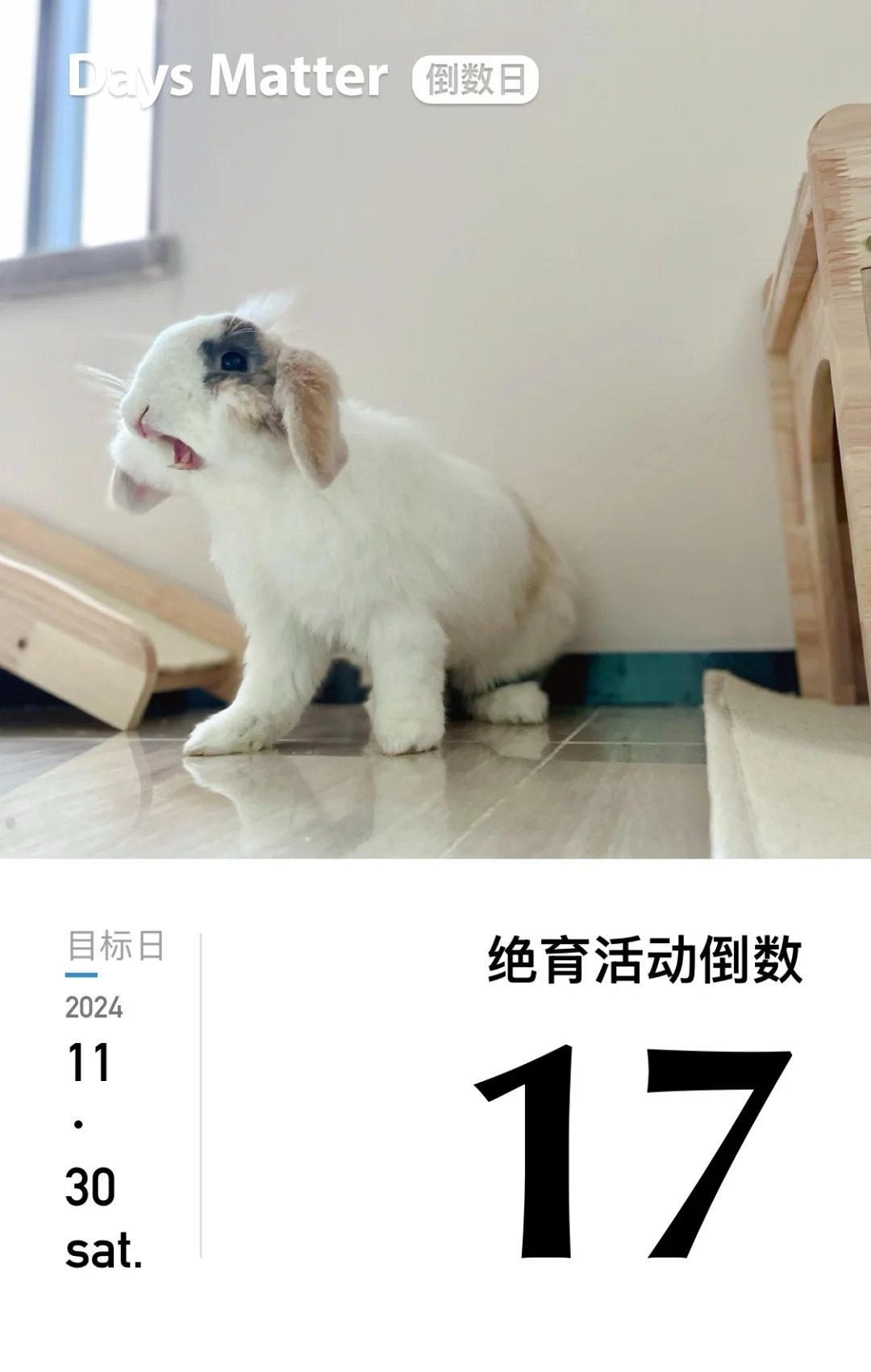 兔子绝育