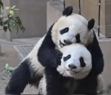 排队4小时，驻足1分钟‼️东京上野动物园大排长龙
起因是旅居日本东京上野动物园的