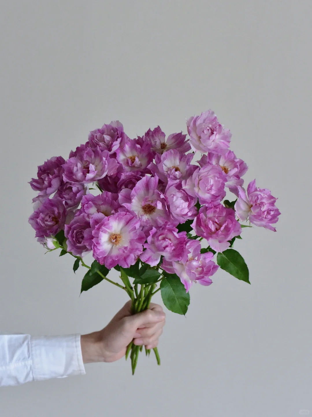 花栖玫瑰园·倾城