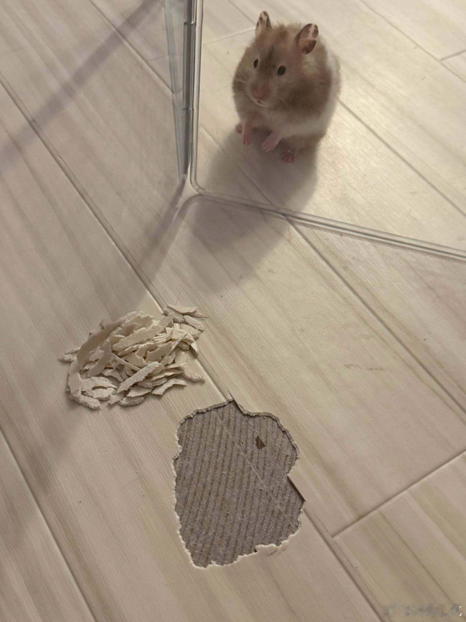企图挖洞逃跑被发现了…… ​​​
