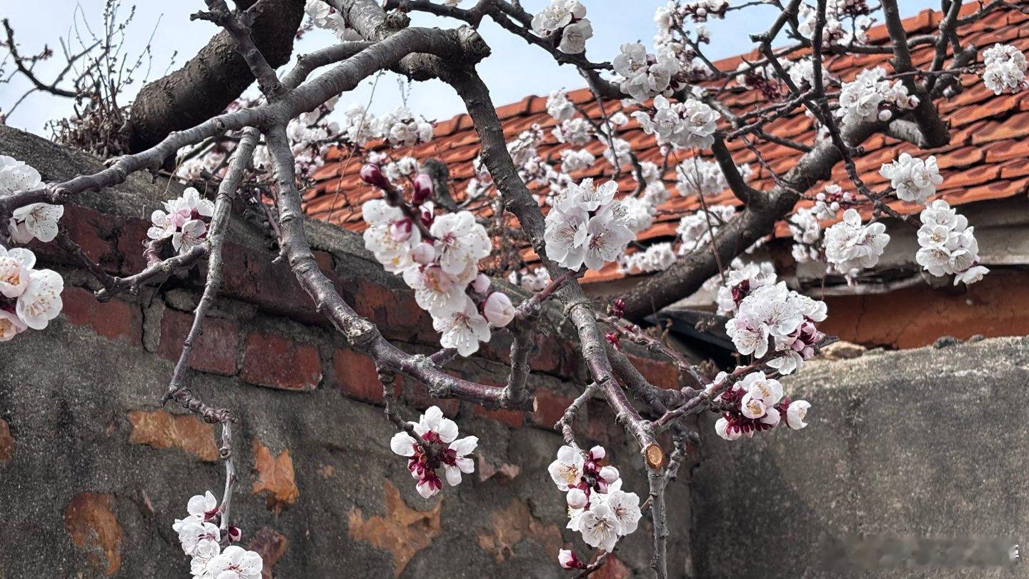 原以为大孤山的杏梅花活动是e人主场，结果走了一圈发现i人也完全有空间。山脚热闹得
