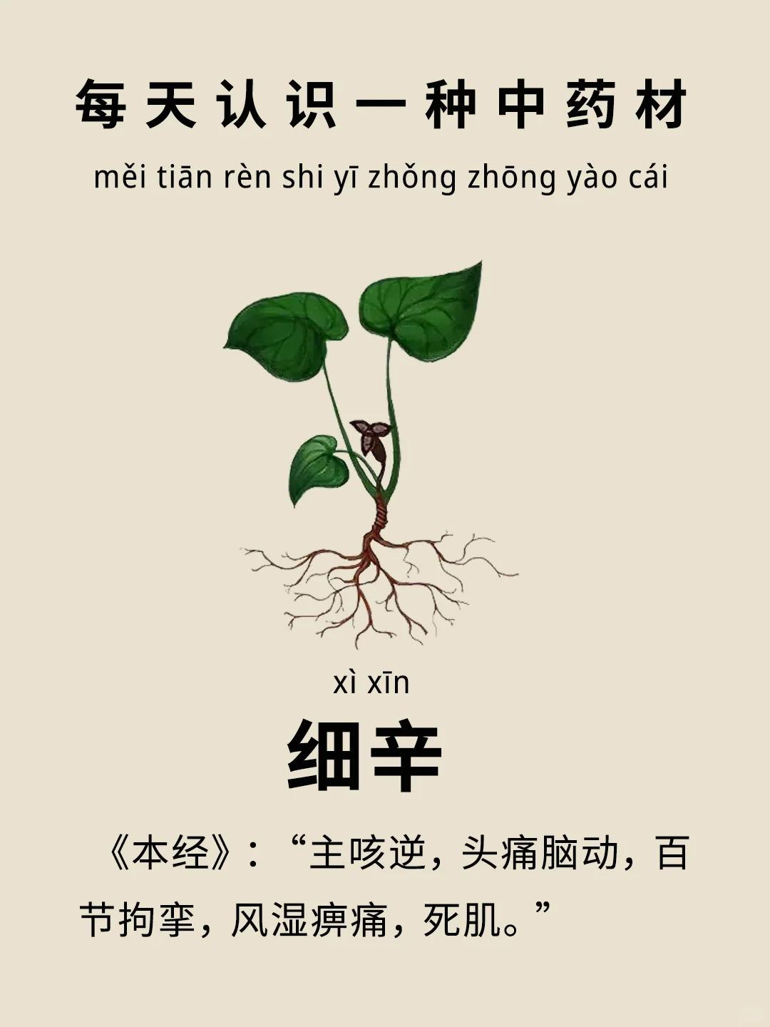 每天认识一种中药材−细辛
🍃 中药材细辛是一味解表药，为马兜铃科植物北细辛、汉