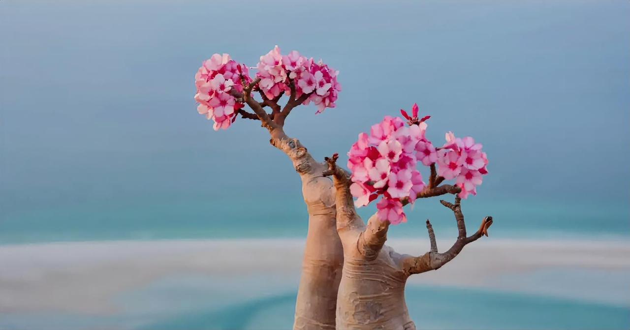 哇，这儿的风景美得像幅画，随手一拍就是大片！