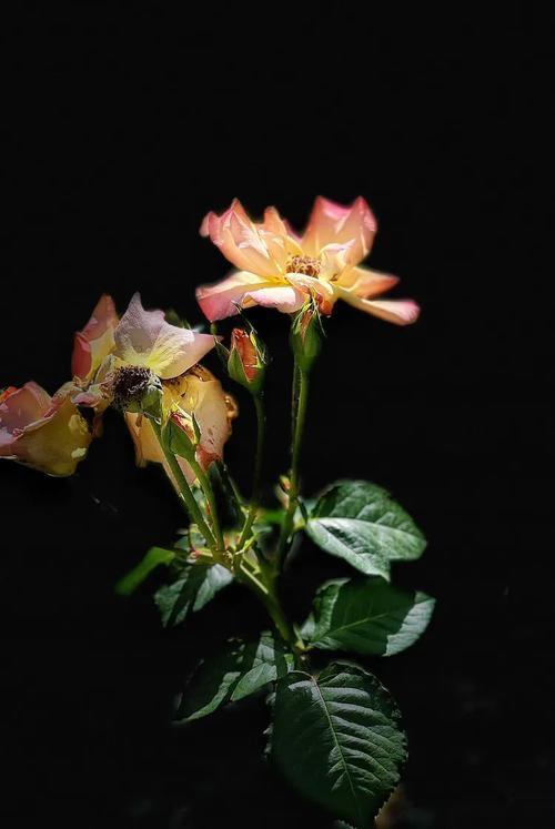 不必焦虑花期未至，不必惋惜落红成泥，花开花落皆是恩。

清晨出门，看见对门的张姐