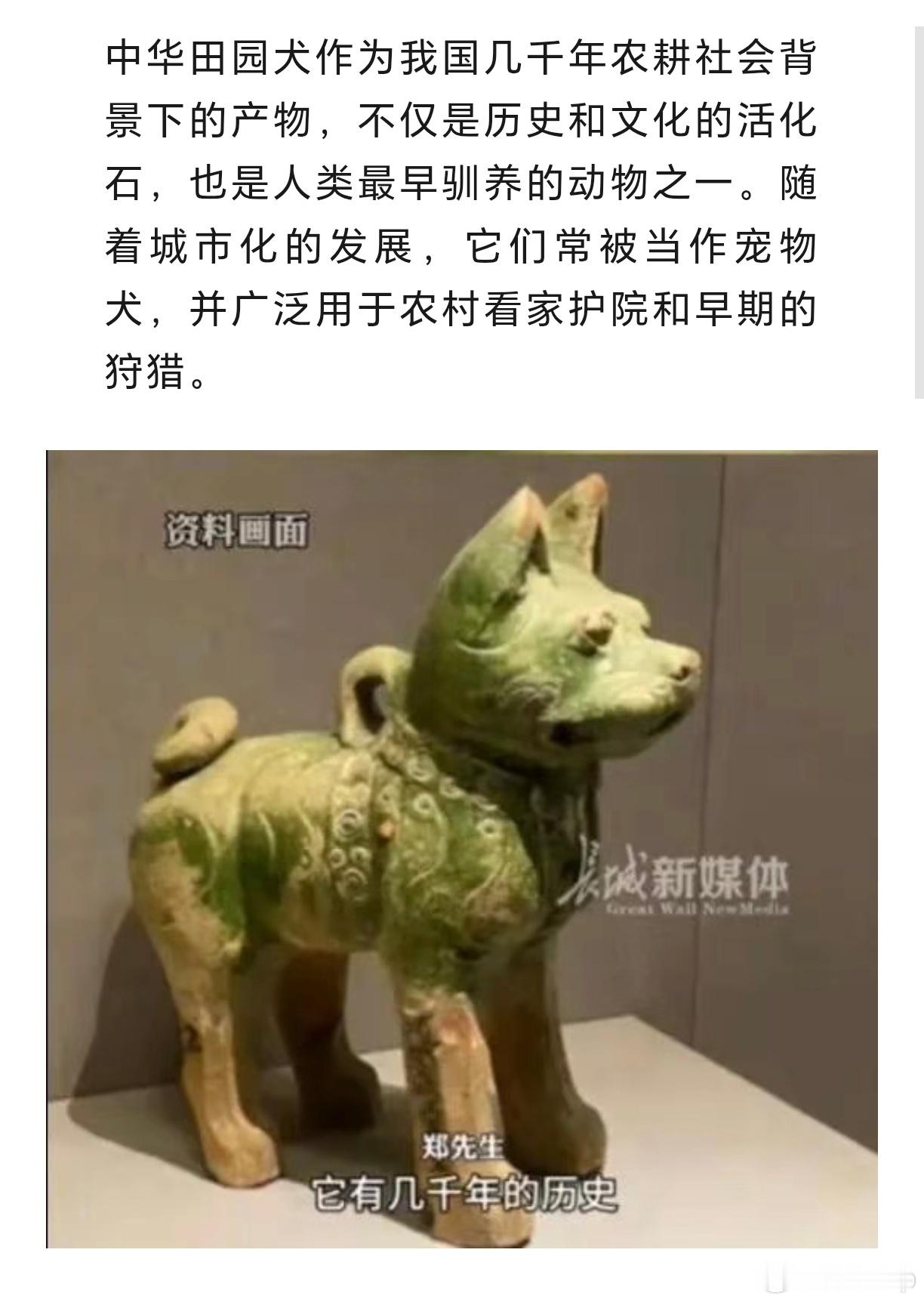 唐狗咬死女子我们常常容易低估中型、大型犬的力量，觉得相处过就足够安全。可动物没有