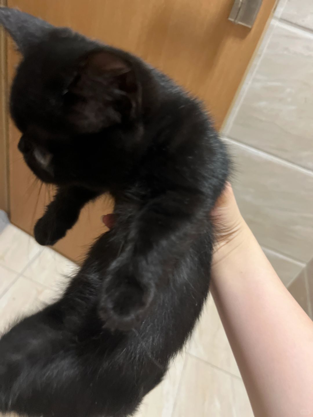 小黑猫警长