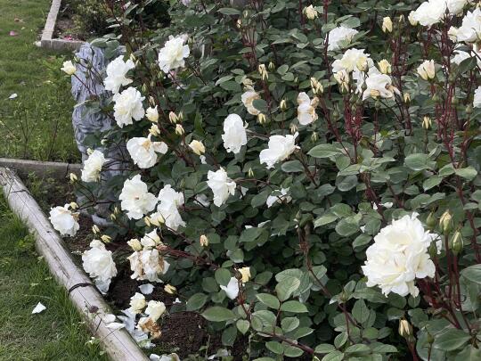 五一迎来盛花期