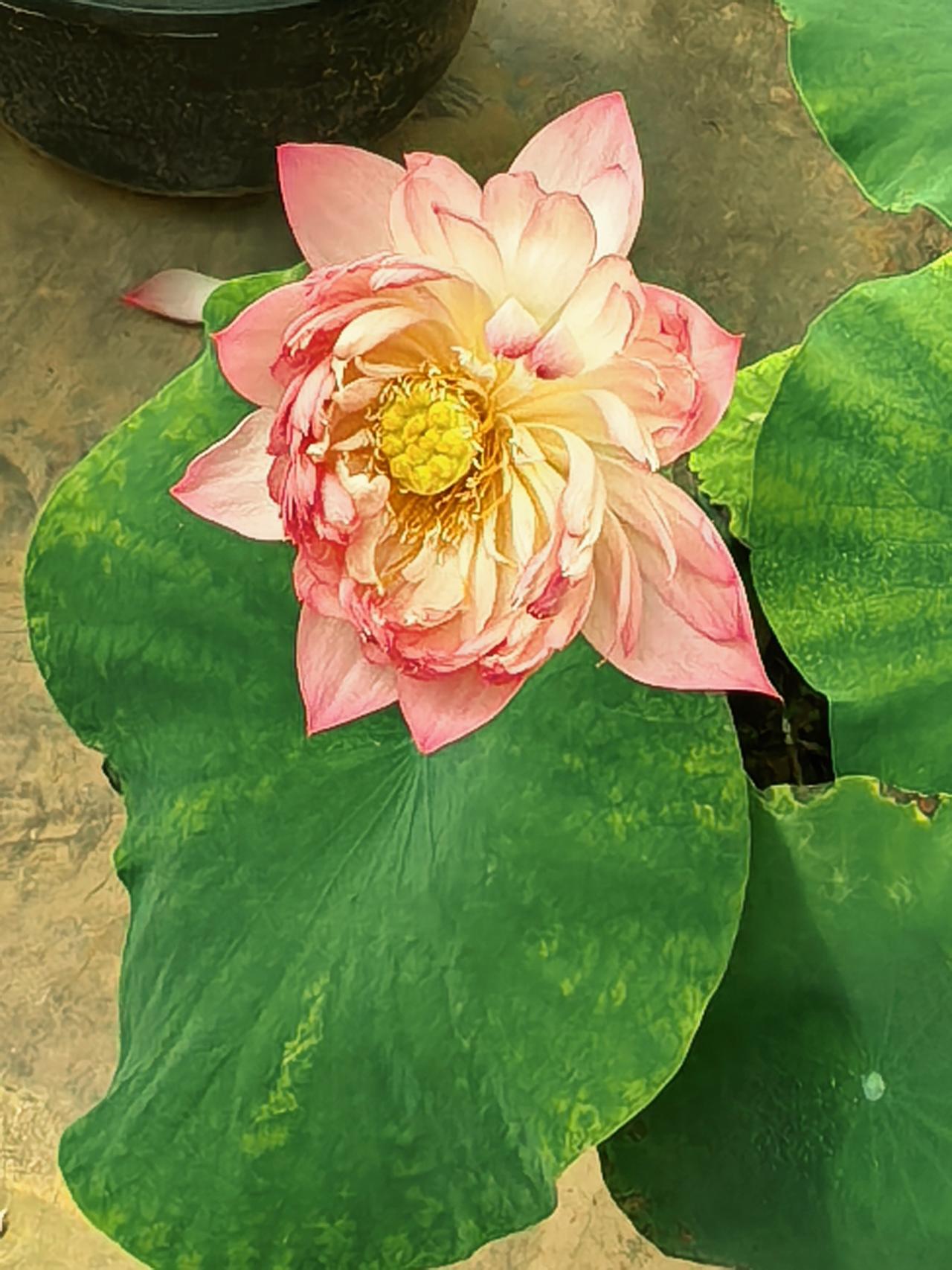 又到一年赏荷季，碧绿荷叶娇艳荷花，花瓣层层叠叠，金黄的花蕊托着黄色的小莲蓬，那么