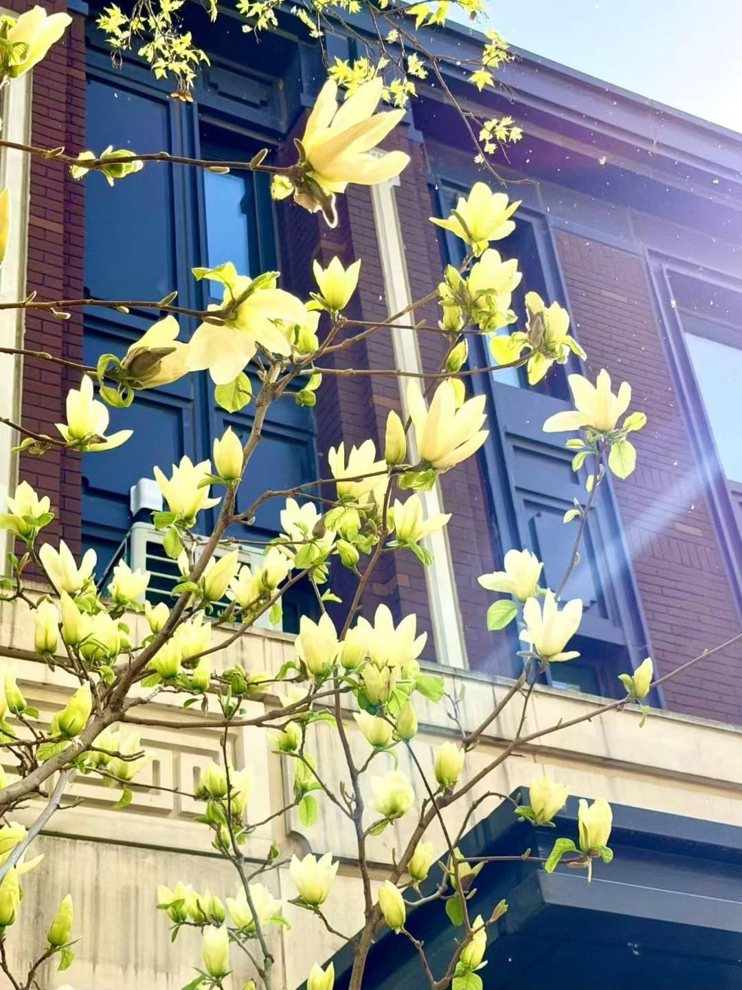 这是闺女小区里的玉兰花，洁白的花朵在窗前飞舞，漂亮至极。仔细观察，白色的玉兰花像