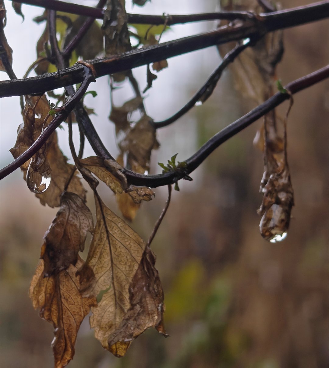 下雨了，天气冷得有冬天的感觉了。起床搬砖了每天早起打卡