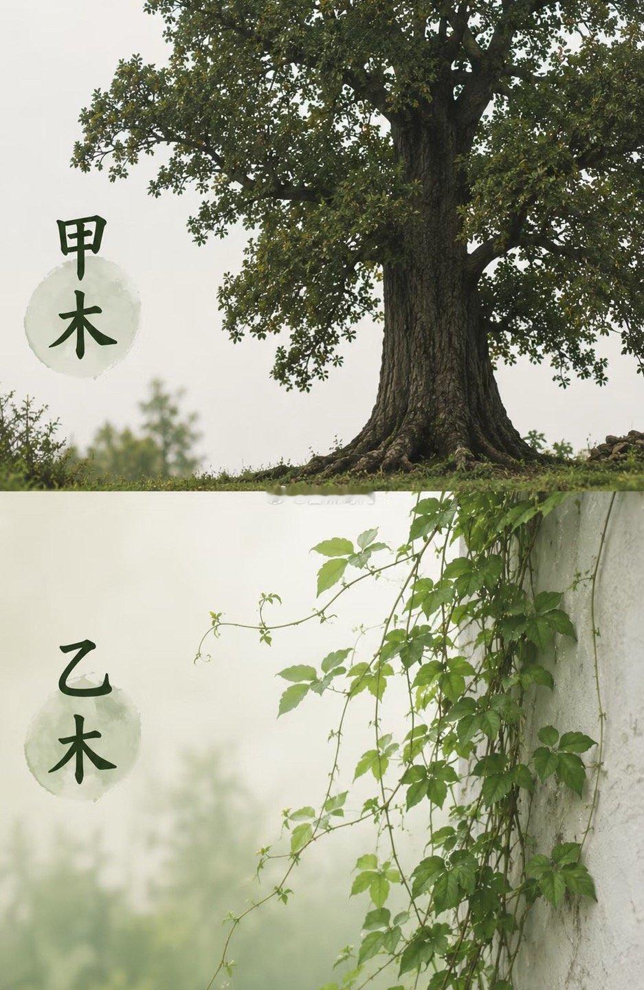 八字不是单看身强身弱，多方面结合的、以及要清楚了解这个天干的特性！比如甲乙木🪵