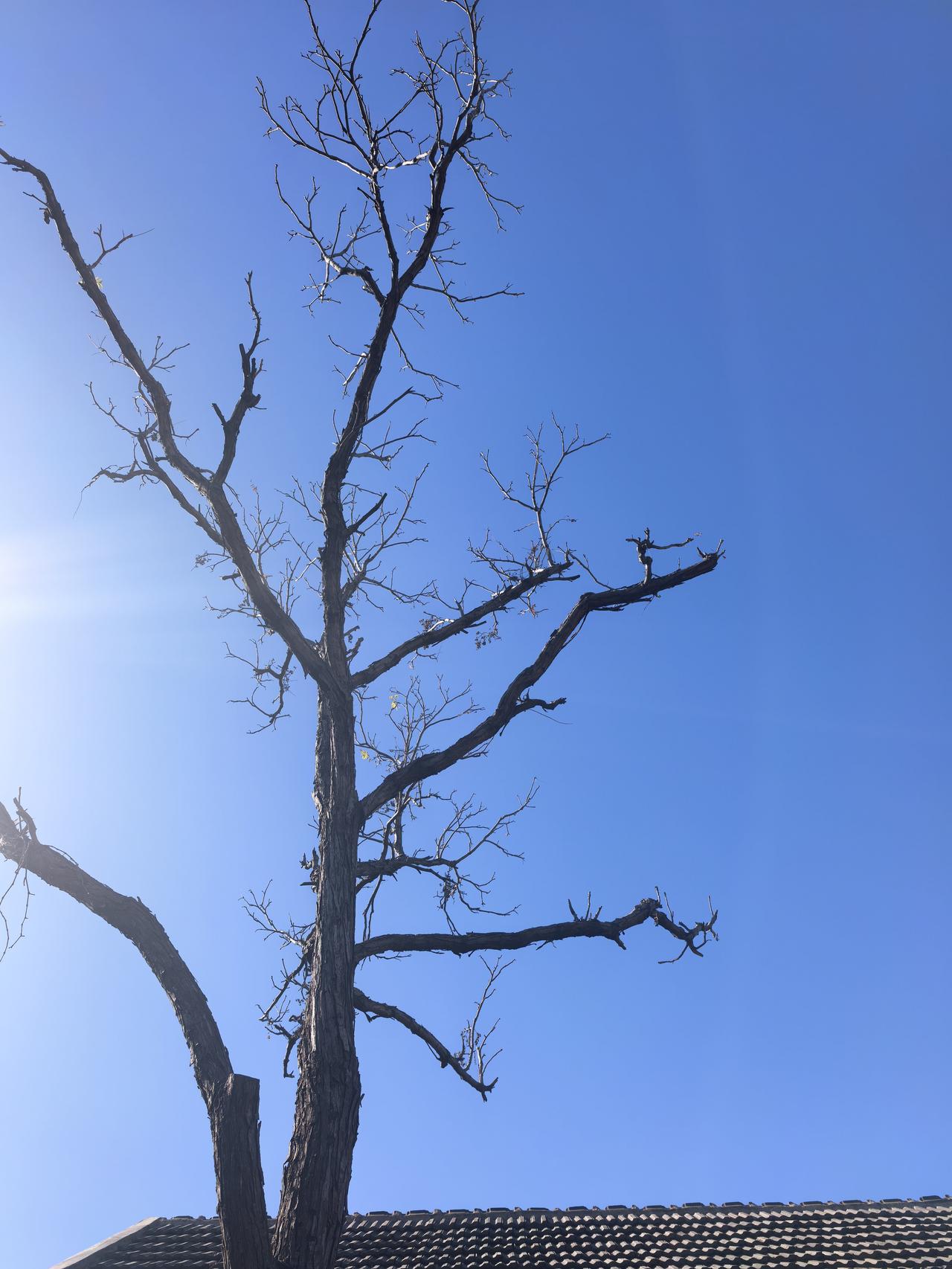 向阳而生 枯树冬日狂想曲