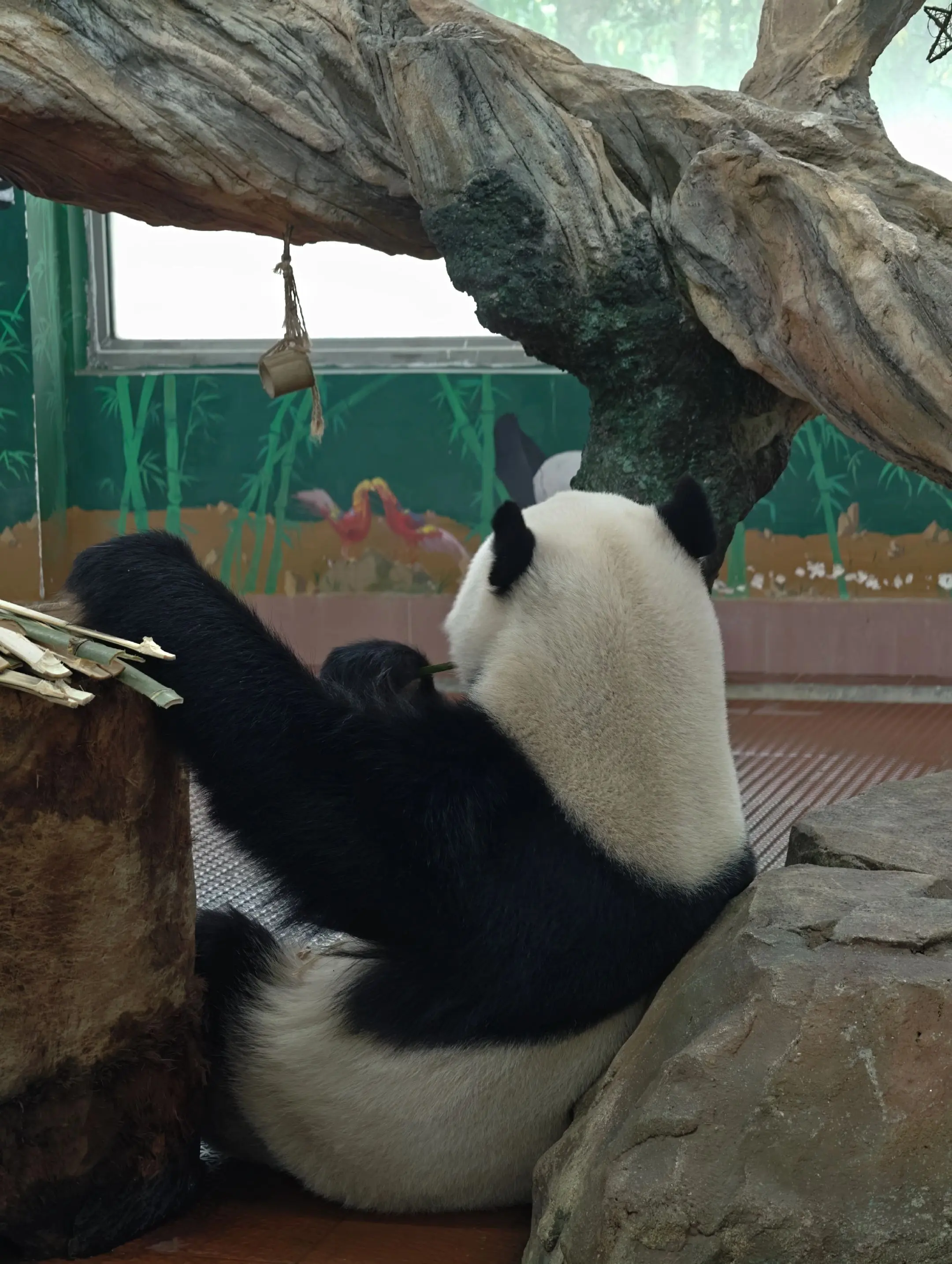 大年初一，星一就格甩底毛开叉！（星一，今年又要年头黑到你年尾啦！）