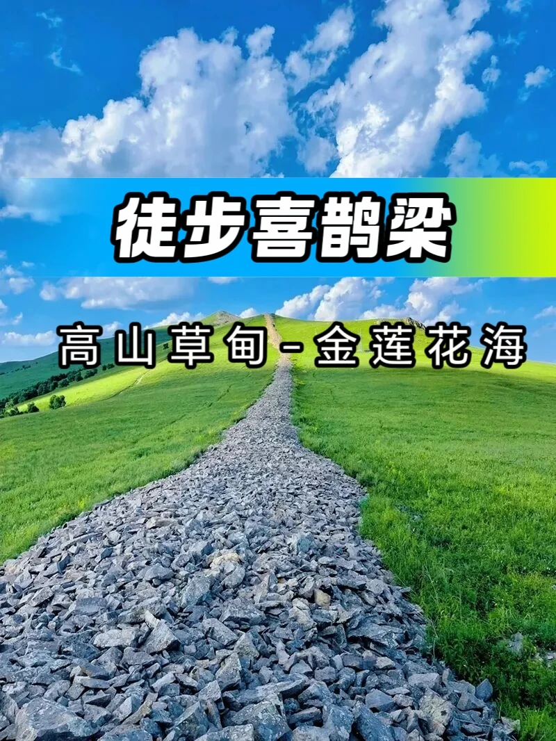 喜鹊梁是北京周边非常经典的“高山草甸”徒步路线，每年（7月中旬）正值金...