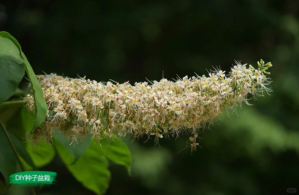 七叶树开花