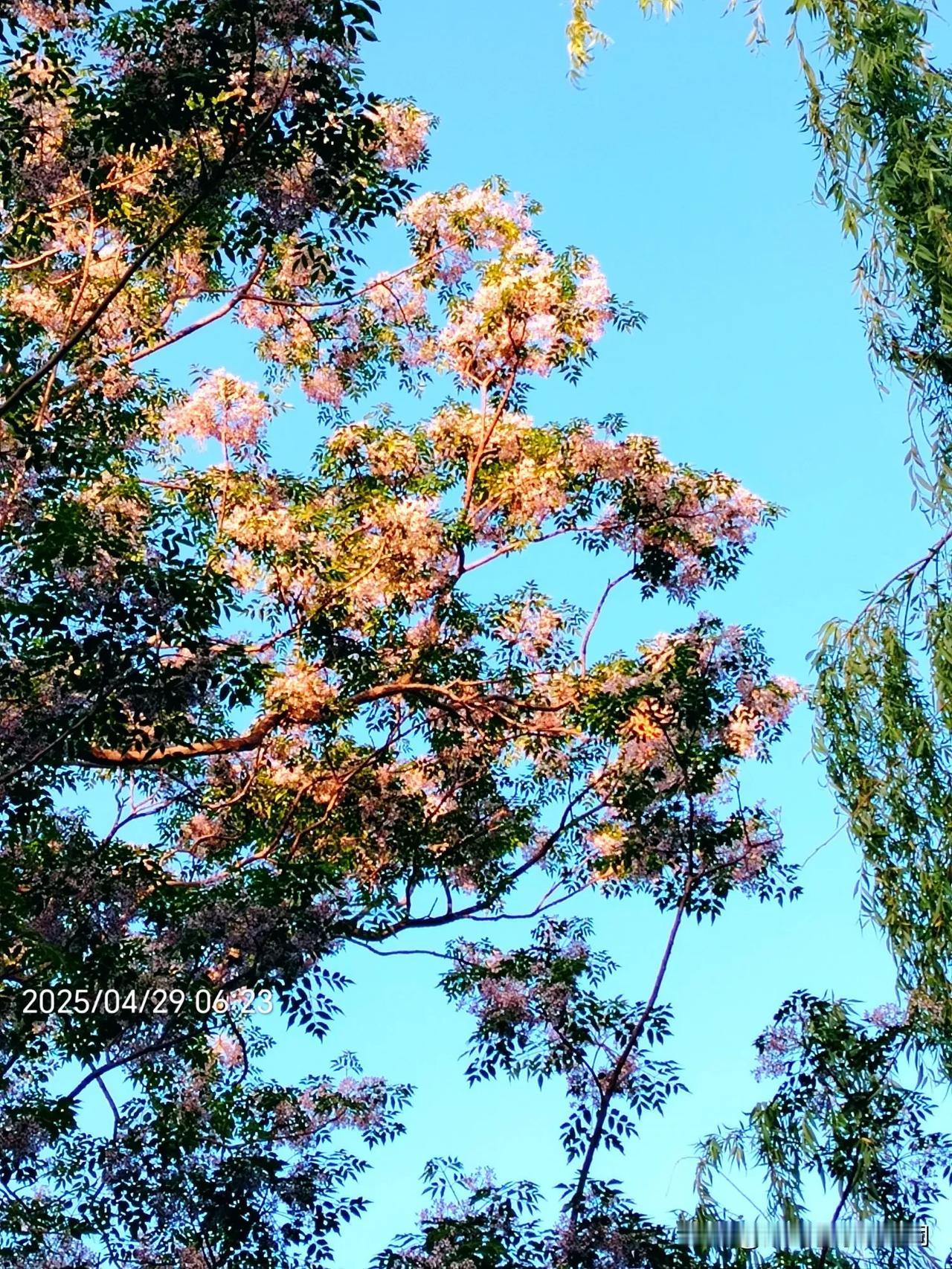 七律 苦楝花
文/范光永
满树繁花紫蕊扬，园林好景浴霞光。
芳枝竞放翔蝴蝶，彩羽