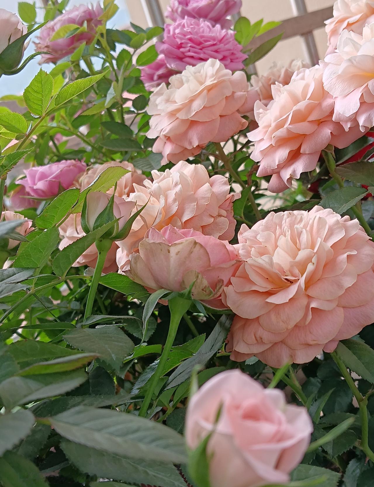 直到今天才看懂《大家庭》那个隐晦的开场：女主角根本不爱她丈夫。
她嫁人那天，心里