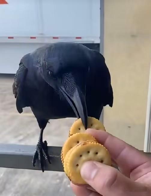 乌鸦一次带走四块饼干智商绝了乌鸦的思维逻辑真的远超多数鸟类，懂得一次性运走食物减