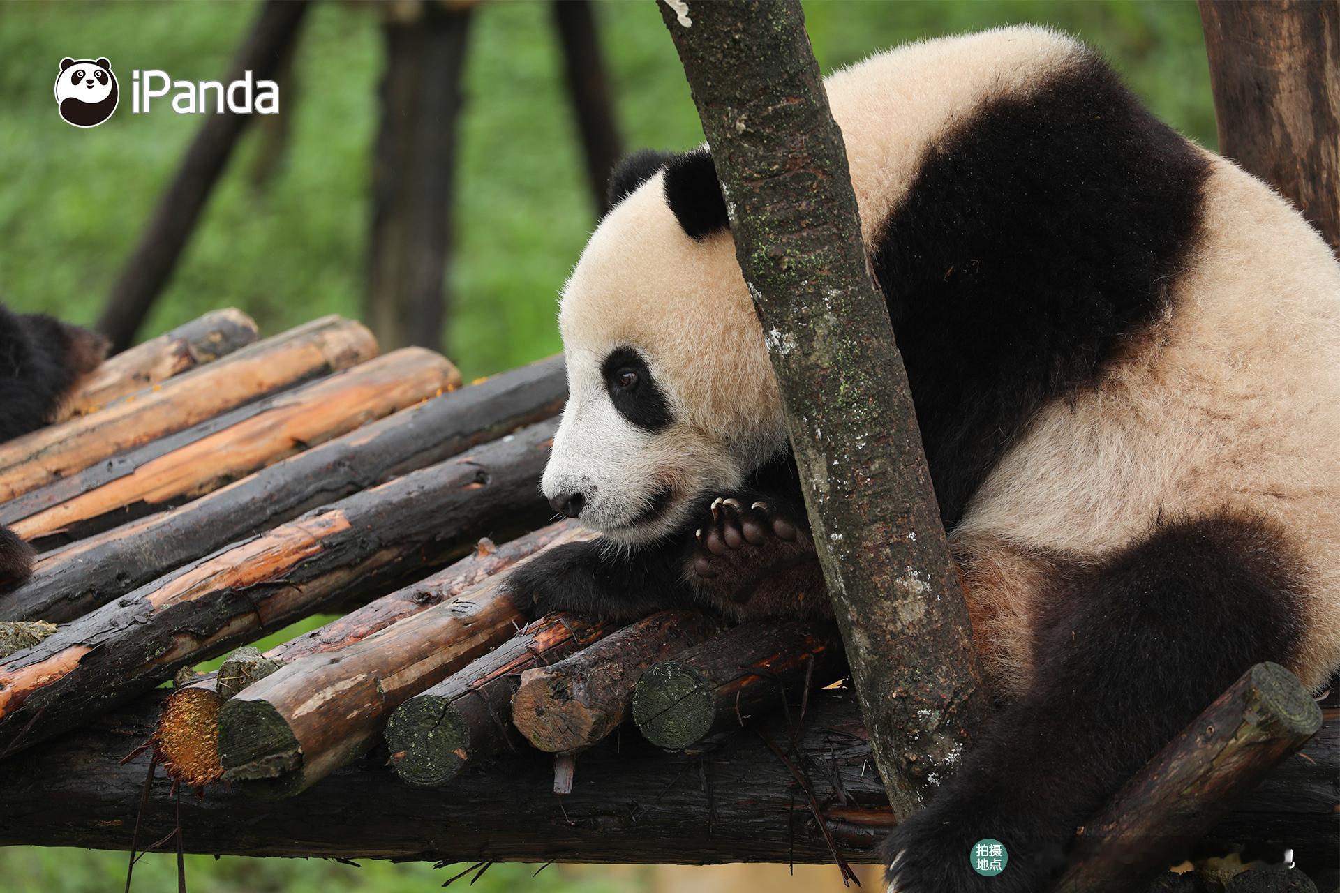 (๑ᵔ⌔ᵔ๑) 熊家申请做你心尖尖上的宝贝，你接受请求吗？[思考]#大熊猫徵羽[
