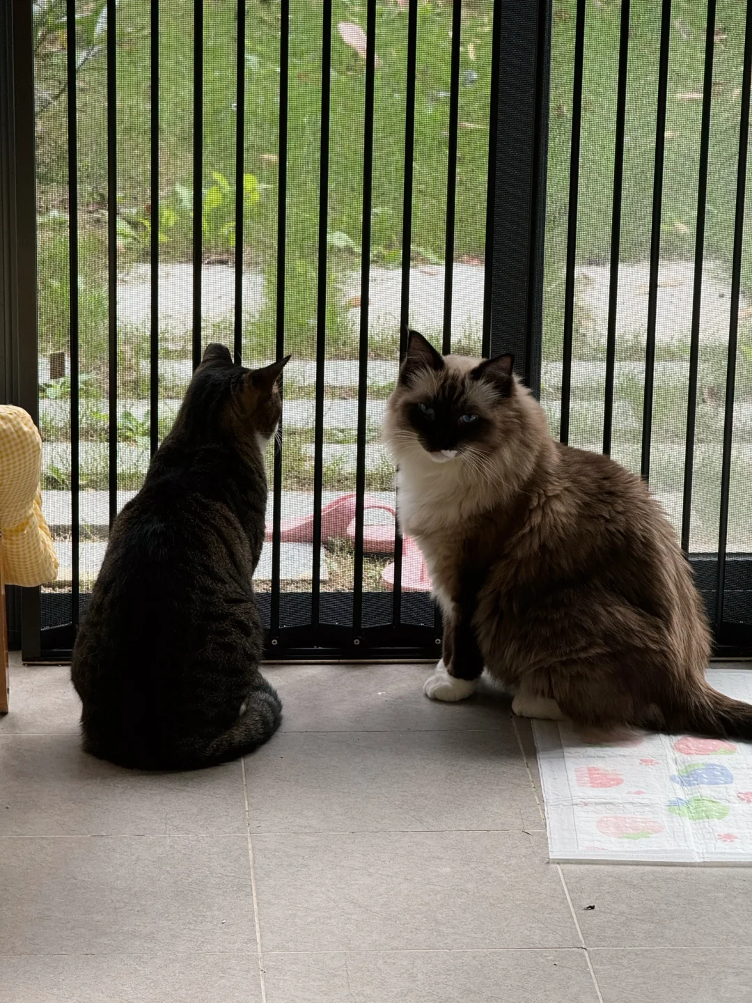 我去安猫见愁，你们在家要乖乖的！