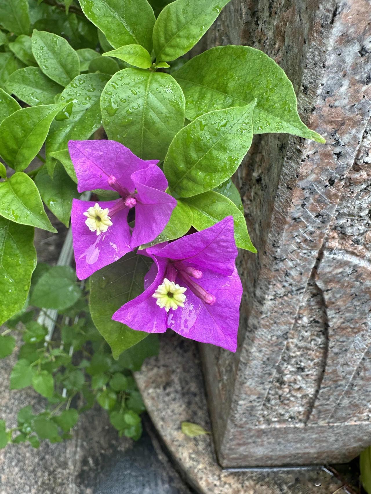 雨后的三角梅，带着水珠静静绽放，清新又动人💜