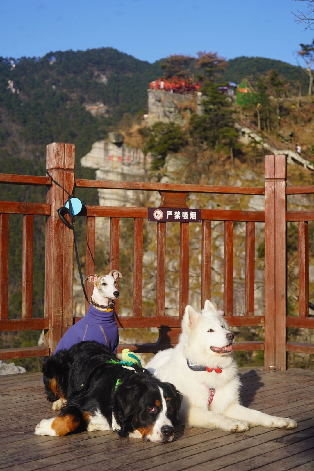 下次别约顶峰见，我到了半峰都好累(-_-) zzz