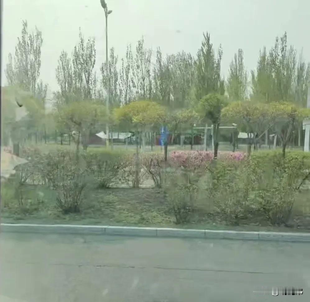 雨后的清新绿意，漫步在公园的小径上。绿树美图