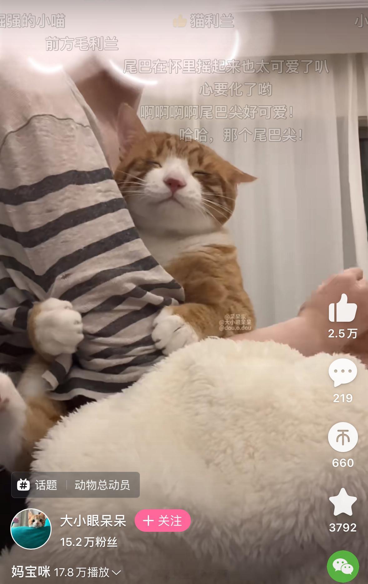 就这个猫露露爽[可怜] ​​​