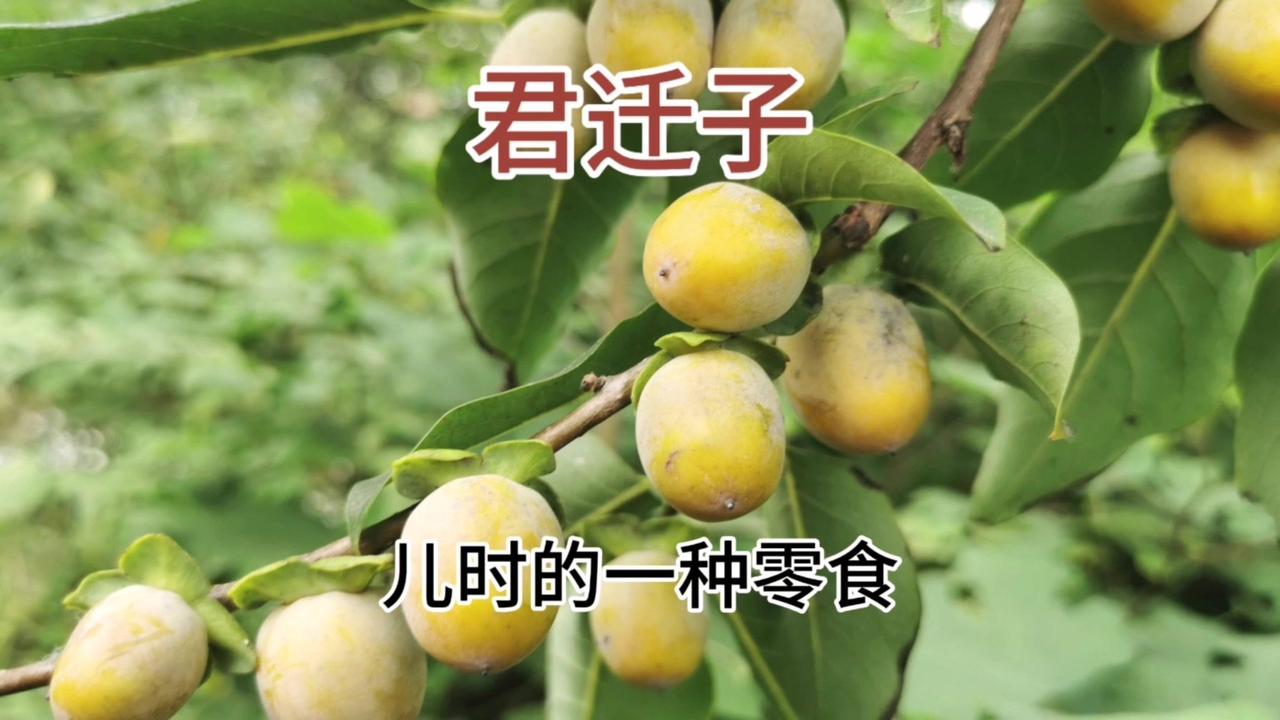 它和枣子真没关系，其实是柿科柿属的高大落叶乔木，和我们常吃的水果柿子是同科同属的