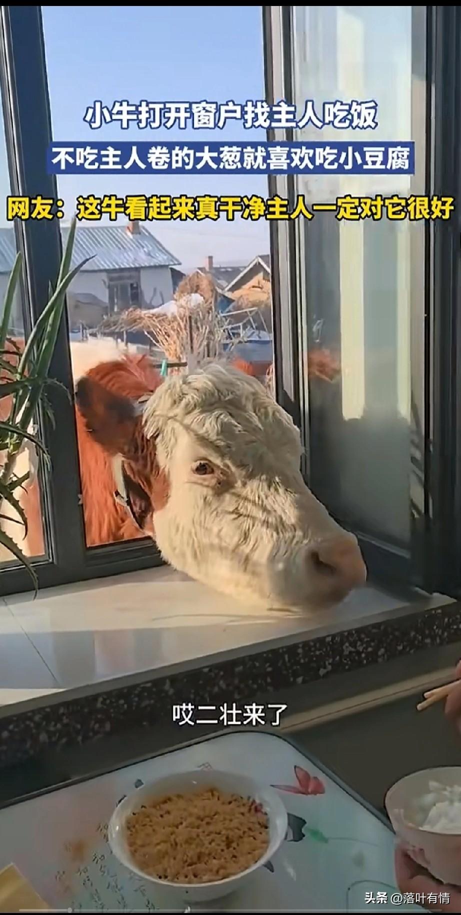 小牛打开窗户来吃饭，
这头牛真的很有，
每当主人家吃饭的时候，
小牛都会推开窗户