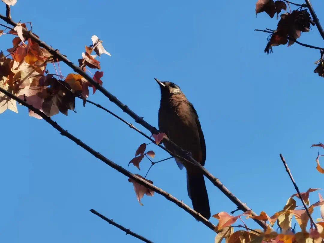 做自己的药·默斋主人原创自由诗不必等旁人，来缝合心上的裂痕。你本就是自愈的膏，轻