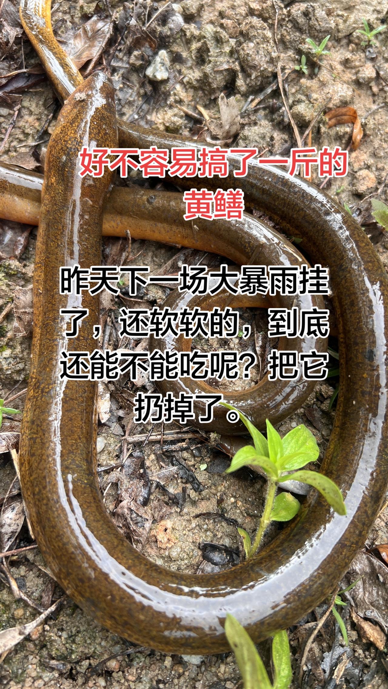 第一次做那么大条的黄鳝一斤，昨天来了一场大暴雨就挂了，还软软的，不知道还能不能吃