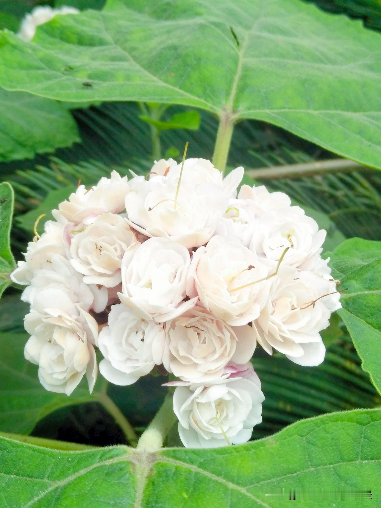 第一次见到这样的花儿，不知道名字，只知道太美太香啦，就连叶子都散发着无比浓郁的、