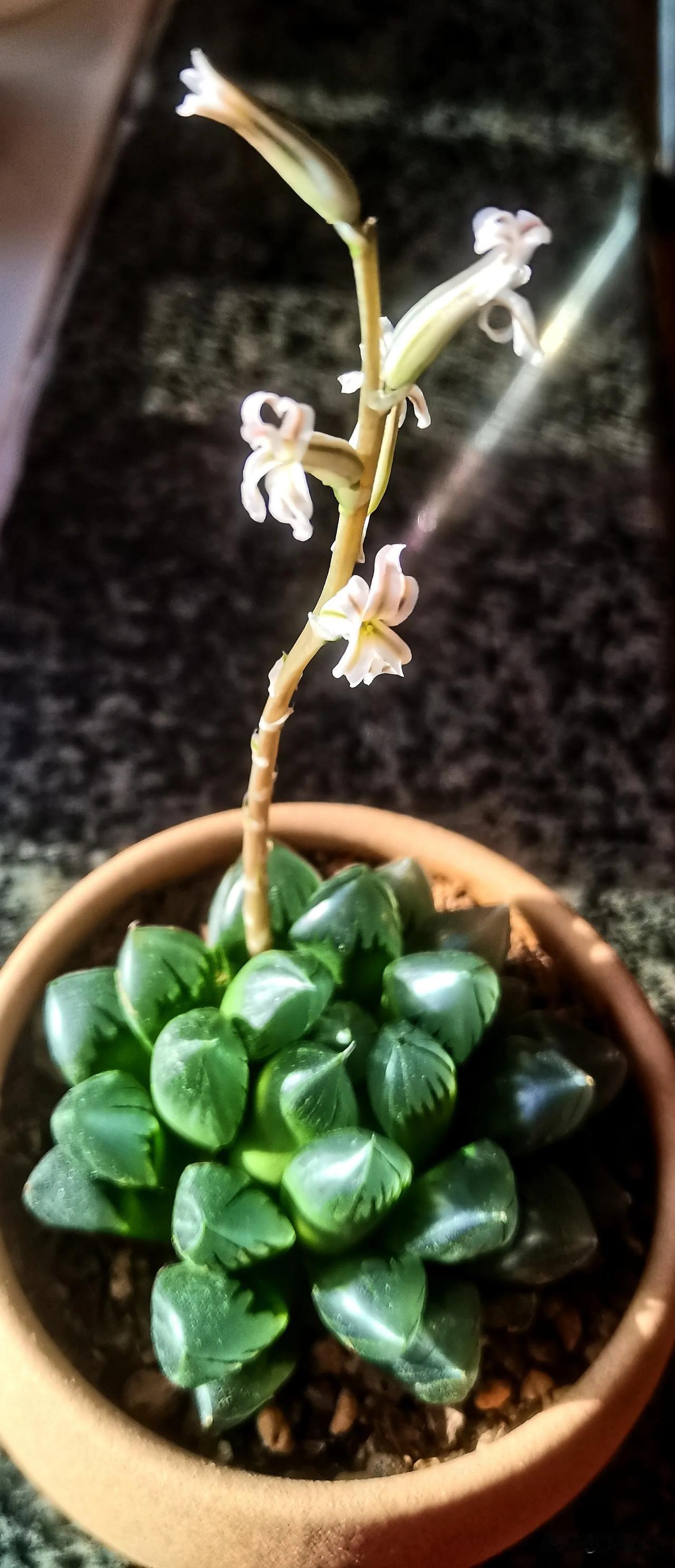 家里的冰露开花了（原创）
自己养开的花 我的小窗台多肉 完内开花植物 我家楼顶盆