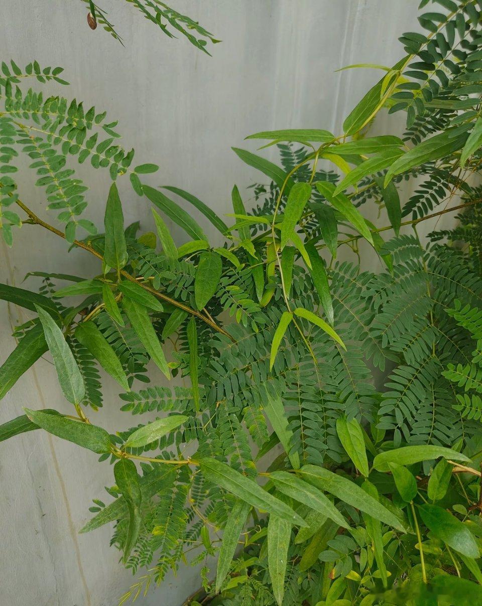这老6…… ​​​
