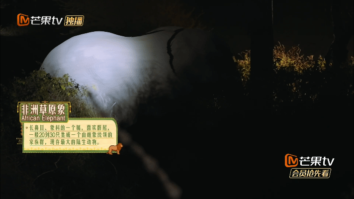 #花少6夜游遇野生象群##花少更新#哇，真是长知识了，花少团在夜游之时，偶遇野生