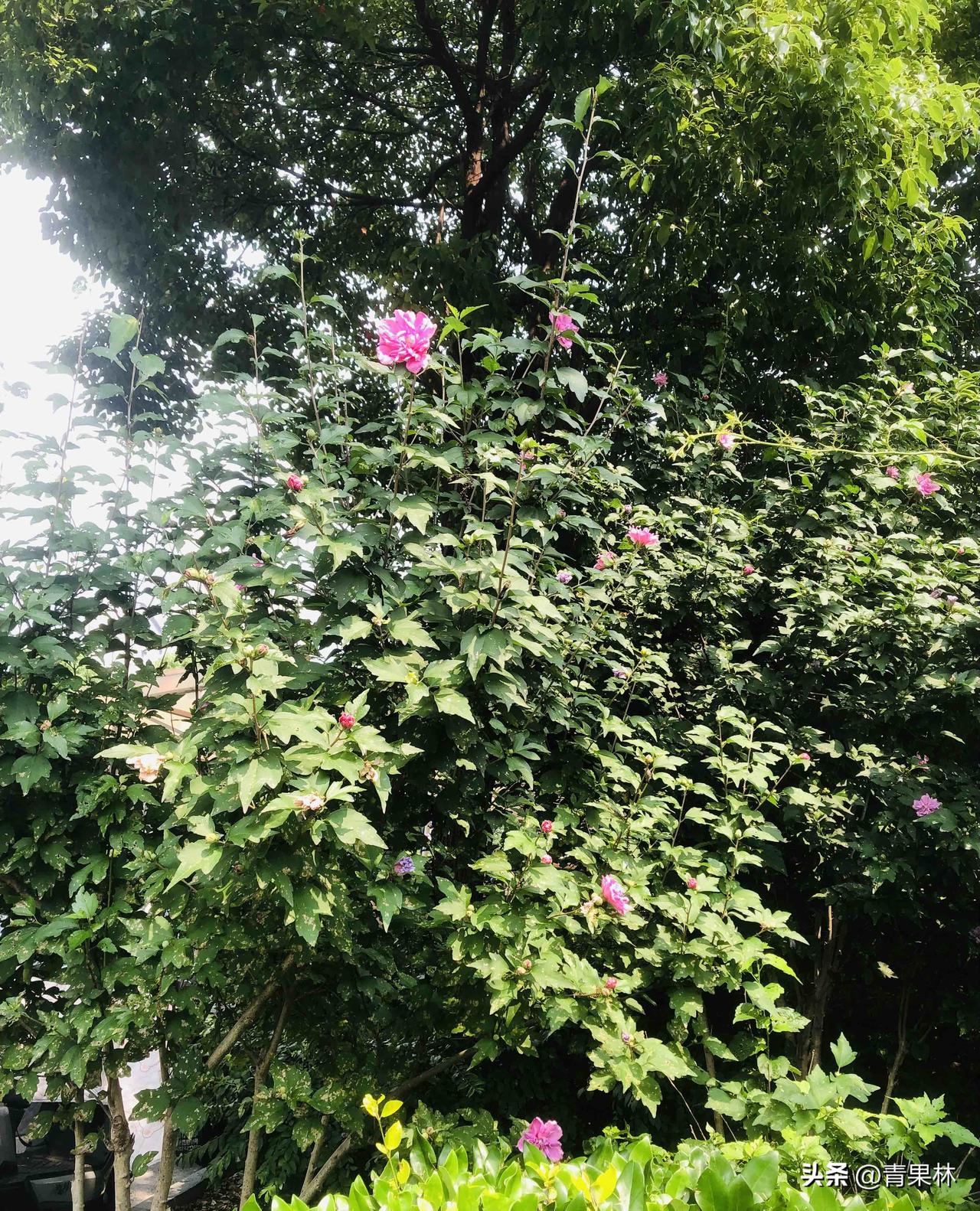 雨后的夏日清凉，散步随手拍下路边的木槿花，层层绿叶浓密阴凉，玫粉色花朵藏在枝叶间