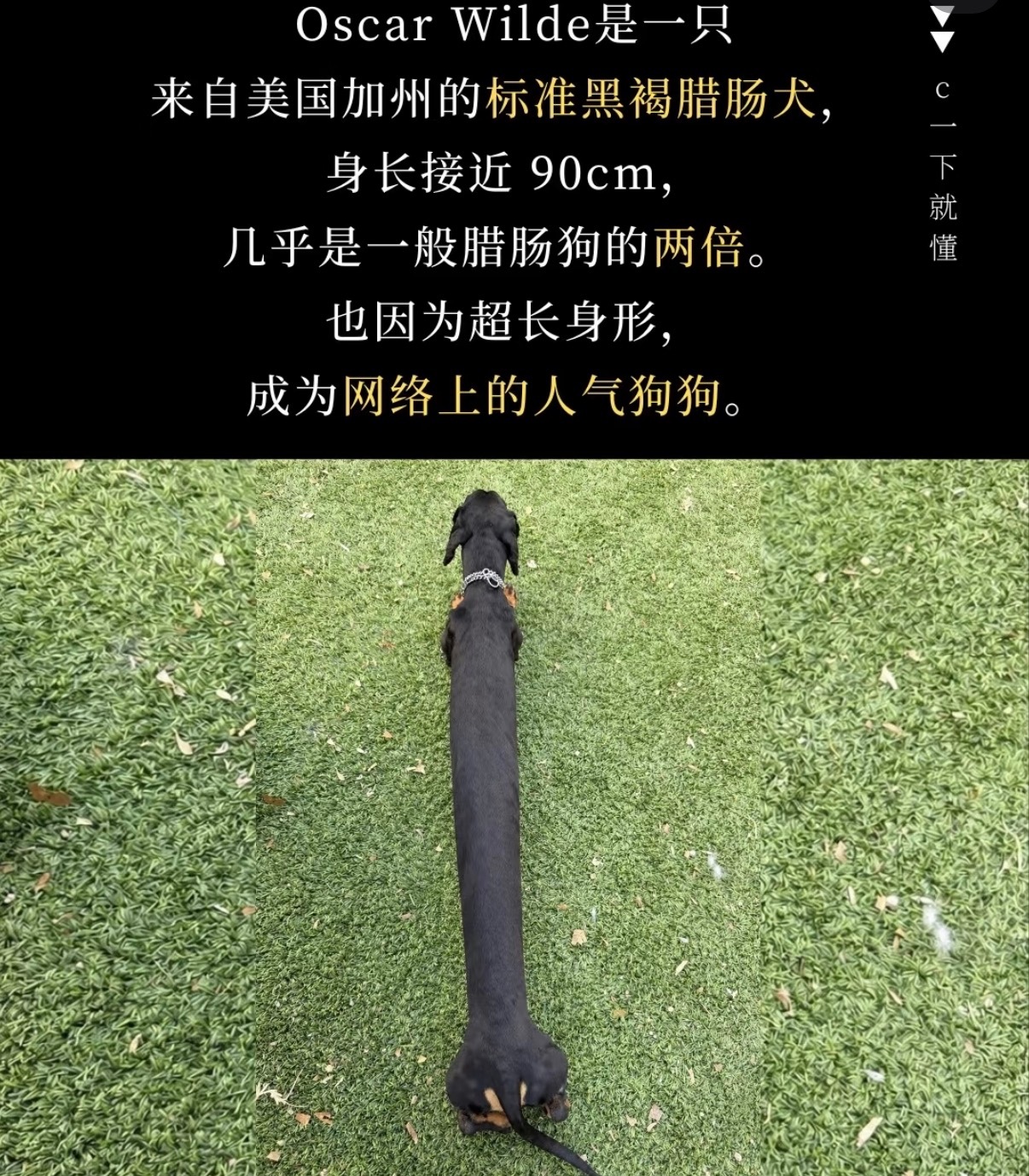 虎大王败了 