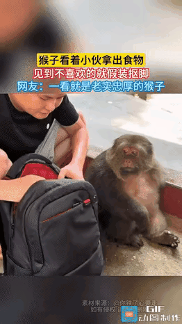 猴子：这玉米我不稀罕！萌翻了😆