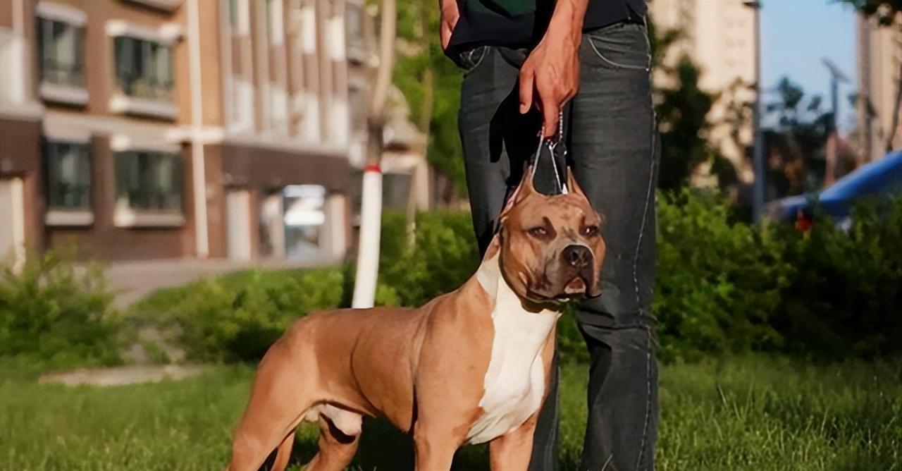 1998年曾发生过这样一件事：一名美国女人在深夜被杂交犬折磨致死，其男友向警方报