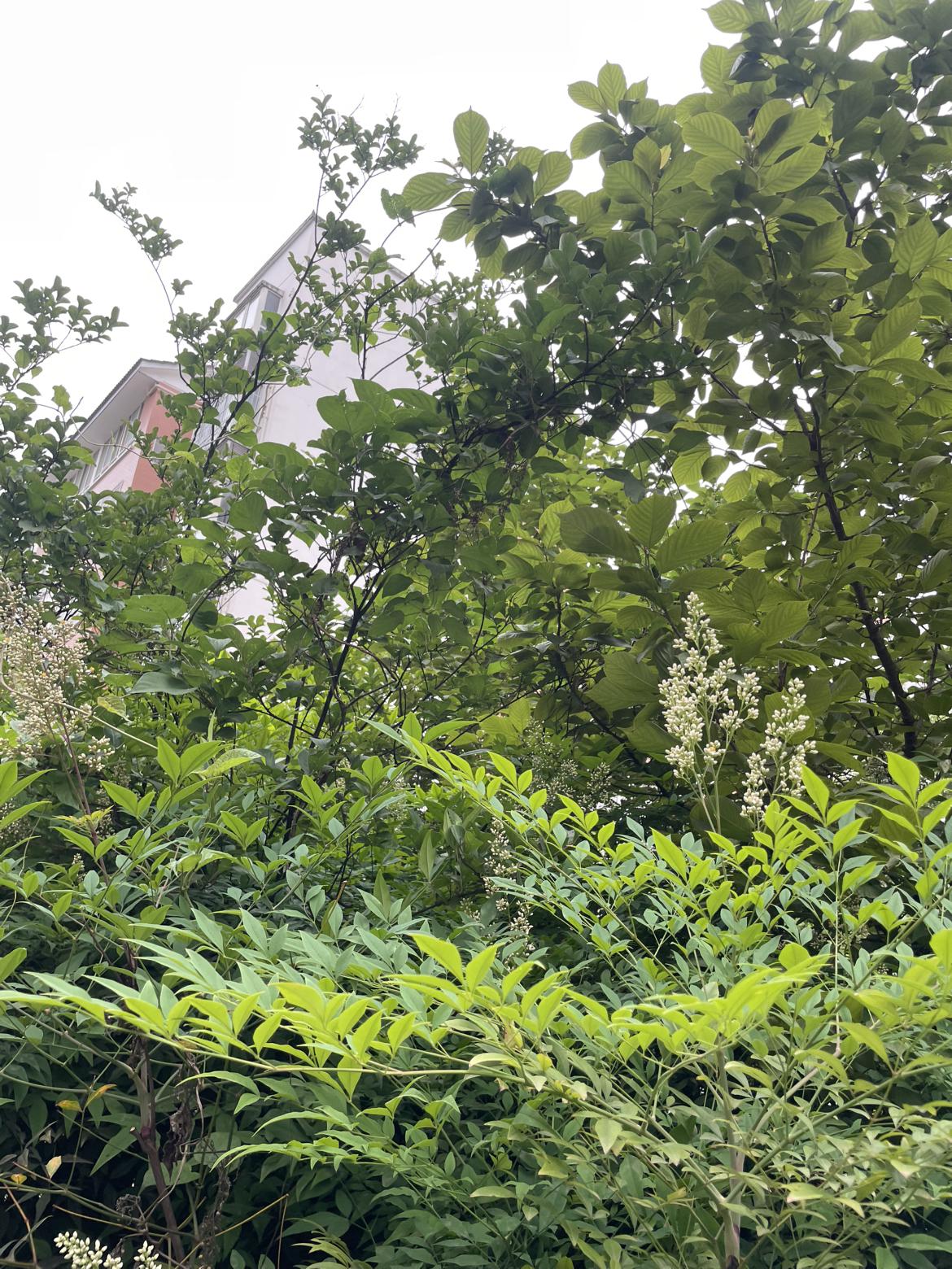 我的今日状态：😁轻松愉快
我这里的天气：☁️阴天
说是阴天，早上还是下了小雨了