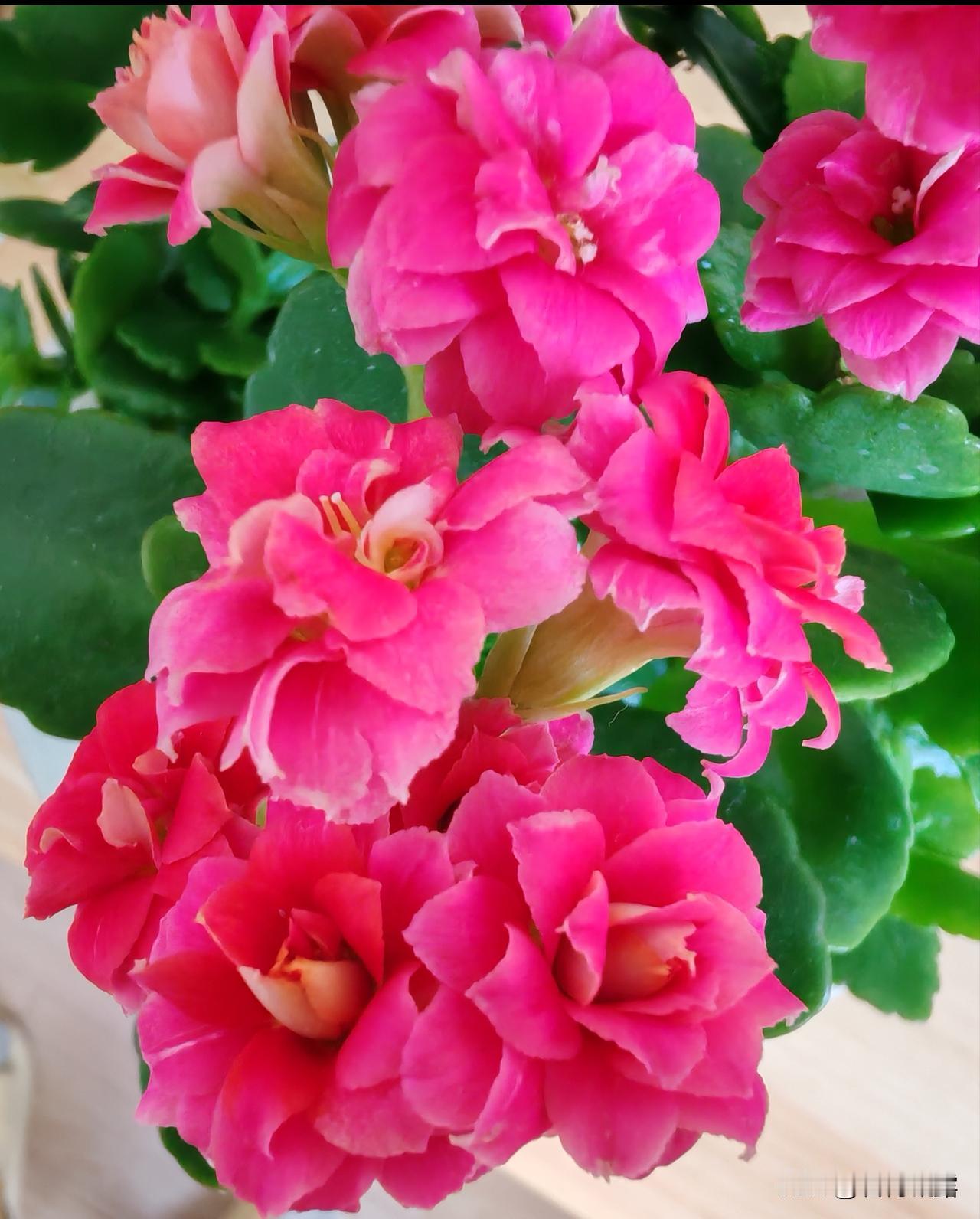 长寿花的名字蕴含着人们对健康长寿的美好祝愿，寓意吉祥美好，春节开花，洋溢着着喜庆