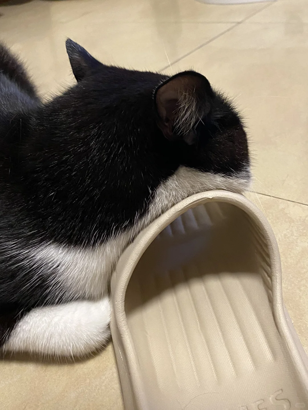 一拖猫猫脸