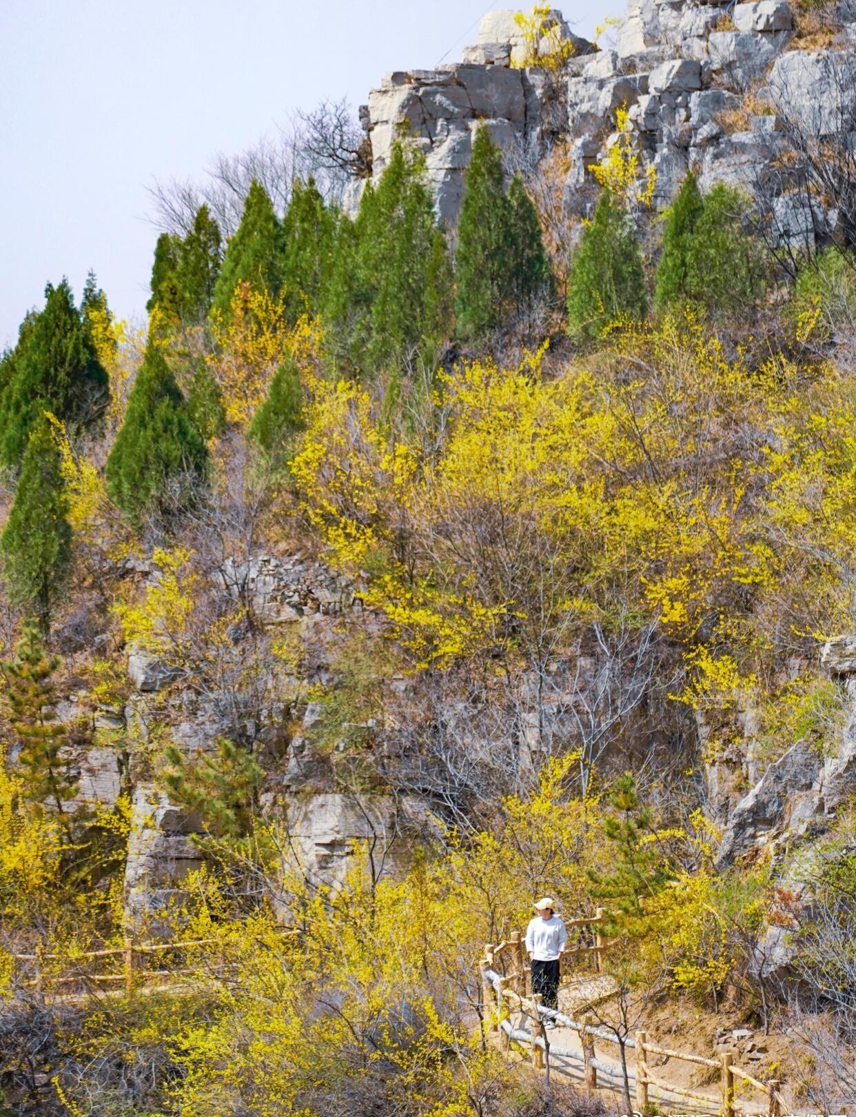 淄博潭溪山｜春日启幕，赴一场山河花宴🌼🌸
潭溪山的春天，既有青山的壮阔，又有