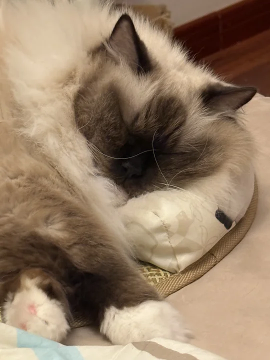睡枕头的猫