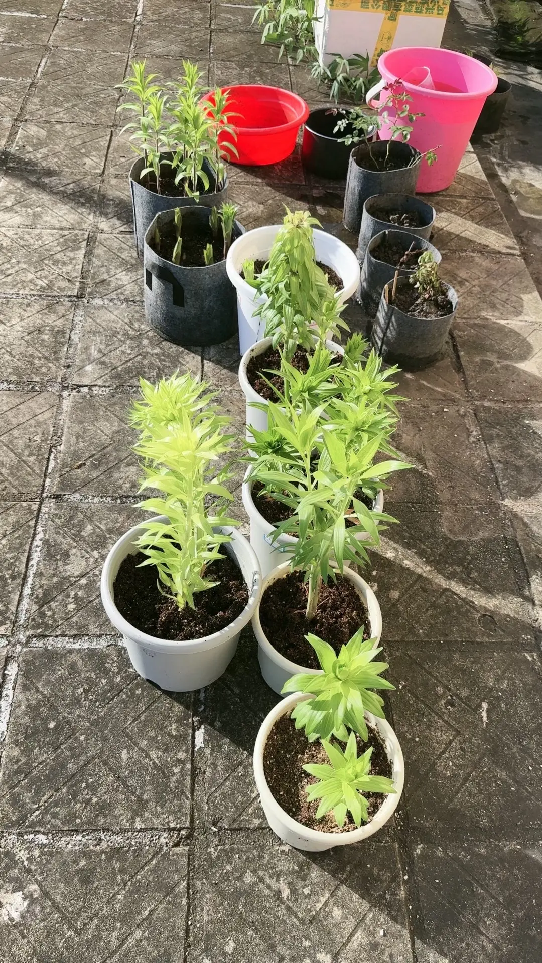 世间皆有万般苦，唯有种花解忧愁，又是被花花草草治愈的一天