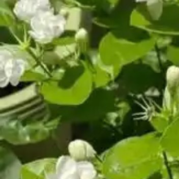 种植种植茉莉花的方法🌱 土和光怎么弄土壤：用腐叶土、园土和河沙按 4:3:3 