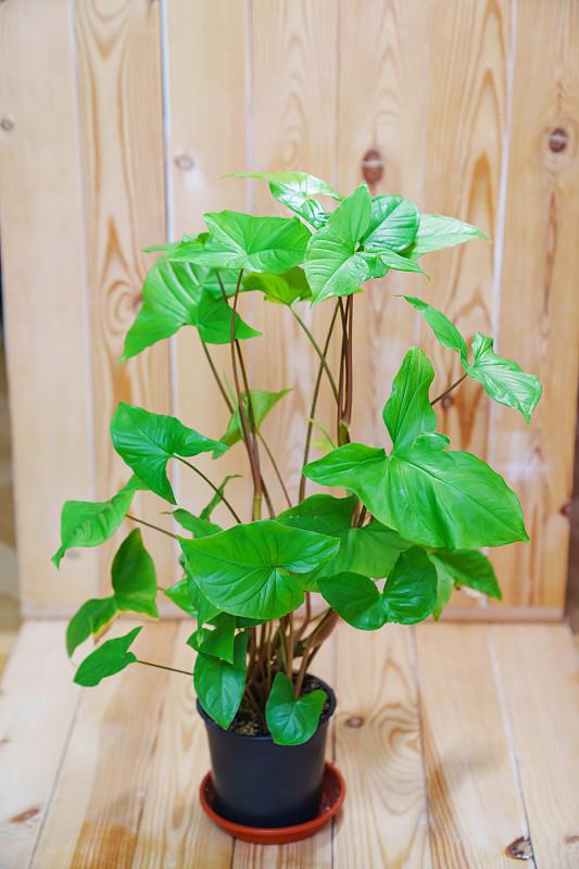 朋友送我一盆羽叶喜林芋水培植物，看上去真的非常清新养眼。不过以前没有养过这种植物