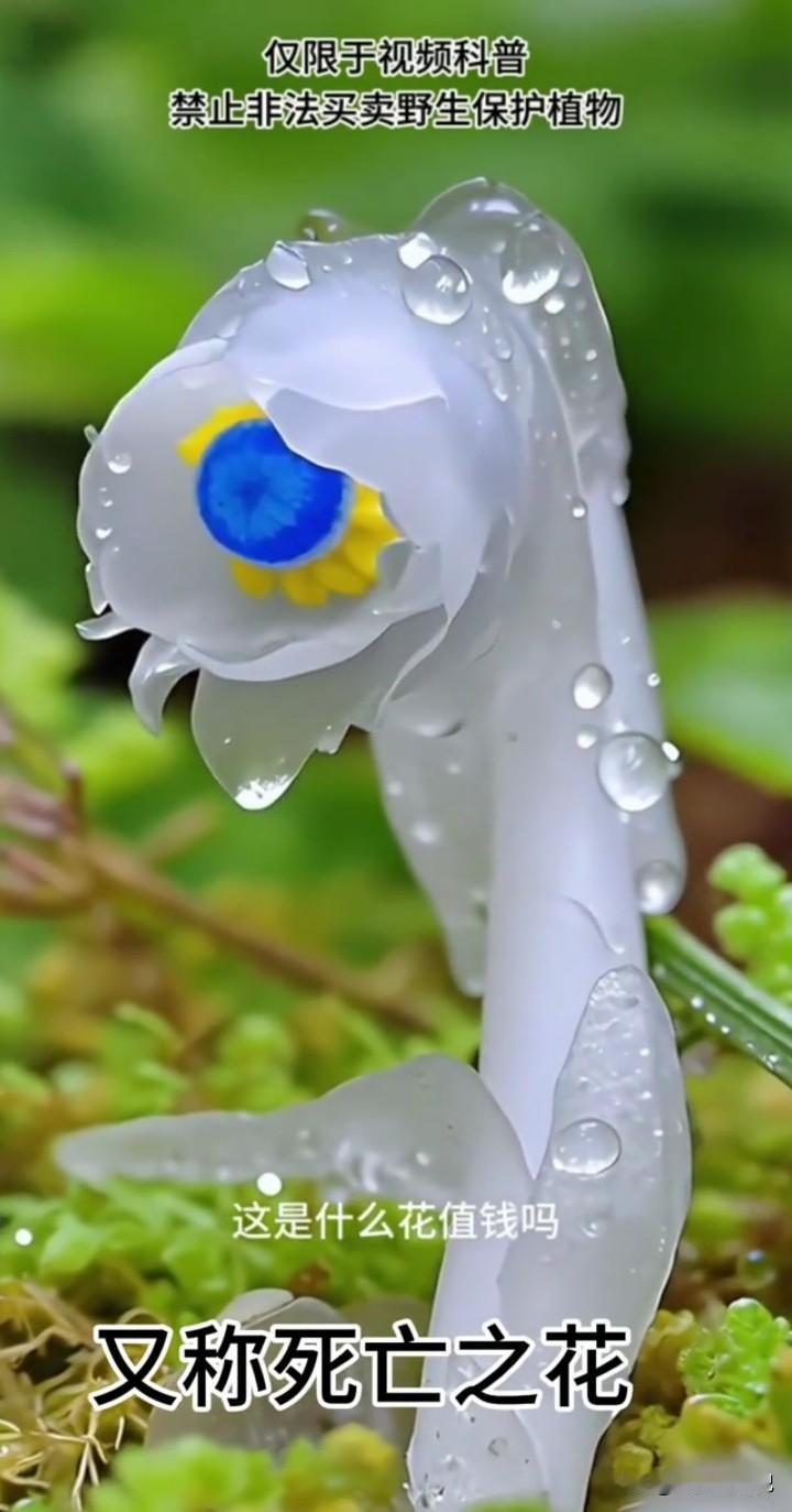 近日，湖南一山上惊现400多株晶莹剔透的“冥界之花”，引发广泛关注。这种植物学名